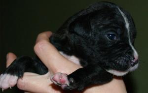 minipup 4 small.jpg minipup 4 small.jpg